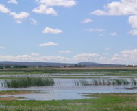 Fivebough Wetlands