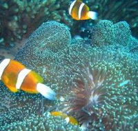 Davies Reef Dive Site - Attractions Melbourne
