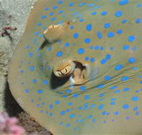 Jorgey's Patch Dive Site - Attractions Melbourne