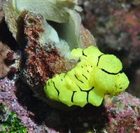 The Oasis Dive Site - Attractions Melbourne