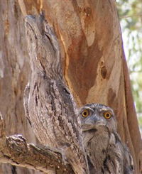 Bird Watching