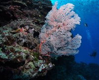 Barracuda Bommie Dive Site