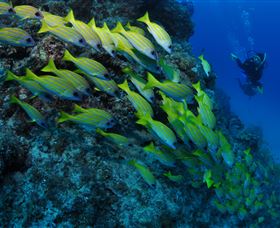 Barracuda Bommie Dive Site - Attractions Melbourne 2