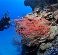 Three Sisters Dive Site - Attractions Melbourne