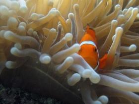 The Hangover Dive Site - Attractions Melbourne 0