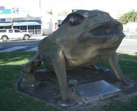 Big Cane Toad