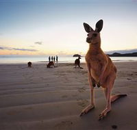 Wallabies on the Beach at Cape Hillsborough - Attractions Melbourne