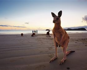 Wallabies On The Beach At Cape Hillsborough - Attractions Melbourne 0