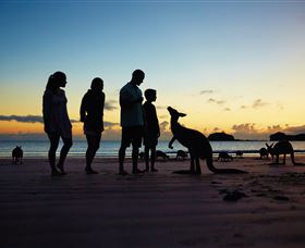 Wallabies On The Beach At Cape Hillsborough - Attractions Melbourne 2