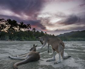 Wallabies On The Beach At Cape Hillsborough - Attractions Melbourne 1