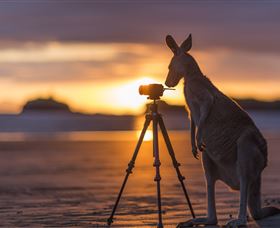 Wallabies On The Beach At Cape Hillsborough - Attractions Melbourne 3