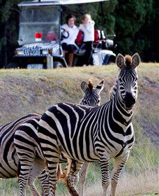 Taronga Western Plains Zoo, Dubbo - Attractions Melbourne 1