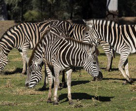 Taronga Western Plains Zoo, Dubbo - Attractions Melbourne 5