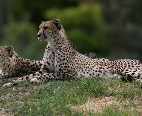 Taronga Western Plains Zoo, Dubbo - Attractions Melbourne 6