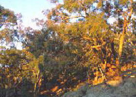 Mount Alexander Regional Park - Attractions Melbourne 0