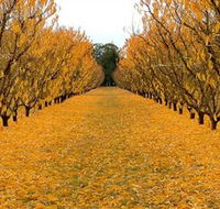 Sun Country on the Murray Farm Gate Trail - Attractions Melbourne
