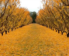 Sun Country On The Murray Farm Gate Trail - Attractions Melbourne 0