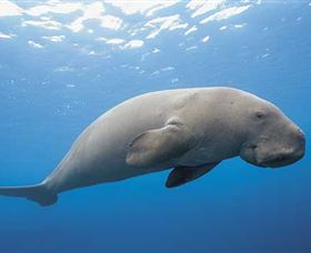 Dugong Sanctuary - Clairview - Attractions Melbourne 1