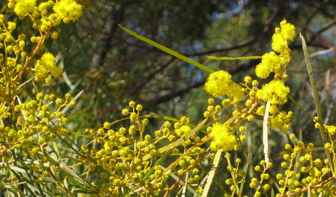 Beni State Conservation Area - Attractions Melbourne 3