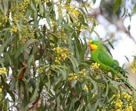 Savernake Day Tours - Attractions Melbourne 3