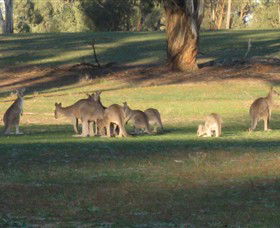 Savernake Day Tours - Attractions Melbourne 4