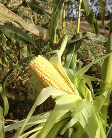 Captains Creek Organic Wines - Attractions Melbourne 2