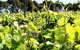 Basalt Wines - thumb 0
