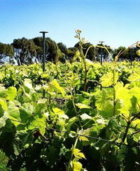 Basalt Wines