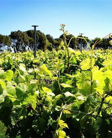 Basalt Wines - Attractions Melbourne 0