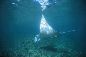 Manta Ray Bay Dive Site - Attractions Melbourne 0