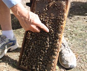 Bees On Keswick Island - Attractions Melbourne 1