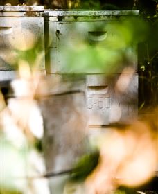 Bees On Keswick Island - Attractions Melbourne 0