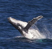 Whale Watching on Keswick Island - Attractions Melbourne