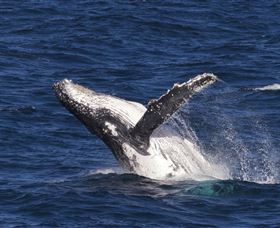 Whale Watching On Keswick Island - Attractions Melbourne 0