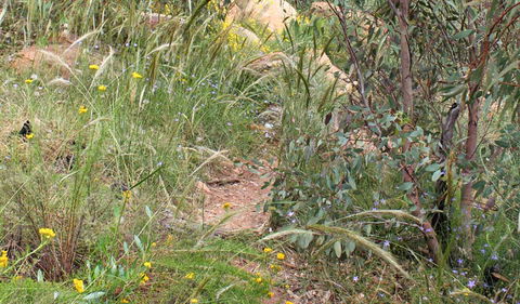 Ben Hall's Cave Walking Track - Attractions Melbourne 1