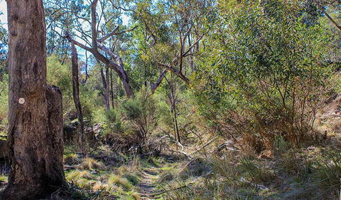 Eualdrie Walking Track - Attractions Melbourne 1