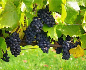 Paramoor Winery - Attractions Melbourne 5