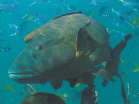 Fairey Reef - Attractions Melbourne 0