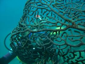 Fairey Reef - Attractions Melbourne 3