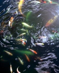 Wellington Osawano Japanese Gardens - Attractions Melbourne 4