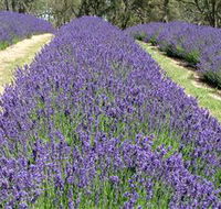 Yuulong Lavender Estate - Attractions Melbourne