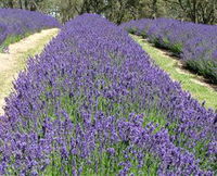 Yuulong Lavender Estate