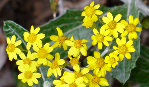 The Rock Nature Reserve - Kengal Aboriginal Place - Attractions Melbourne 1