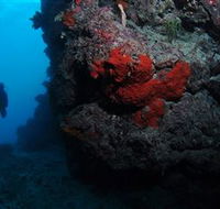 Stepping Stones Dive Site - Attractions Melbourne