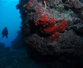 Stepping Stones Dive Site - Attractions Melbourne 0