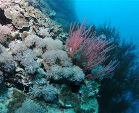 Stepping Stones Dive Site - Attractions Melbourne 1