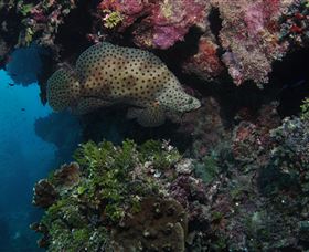 Stepping Stones Dive Site - Attractions Melbourne 2