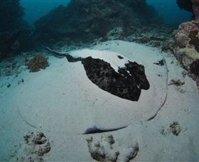 Stepping Stones Dive Site - Attractions Melbourne 3