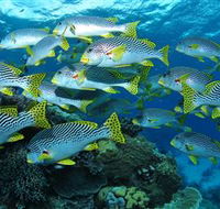 Challenger Bay Dive Site - Attractions Melbourne