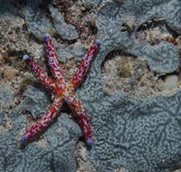Clam Gardens Dive Site - Attractions Melbourne